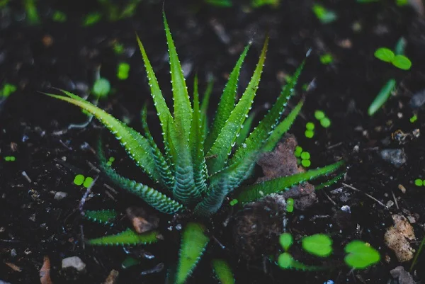Aloe vera benefits
