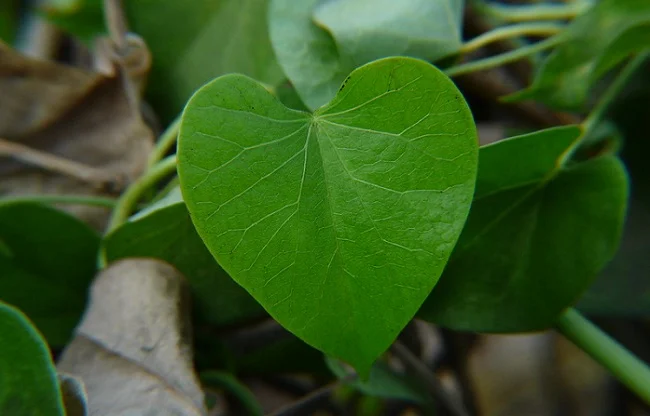 Giloy benefits Ayurveda